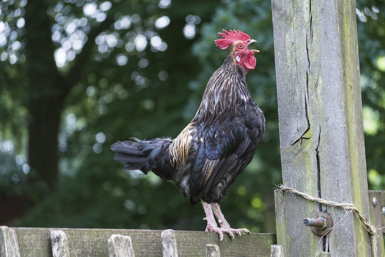 How to Keep Backyard Chickens Quiet