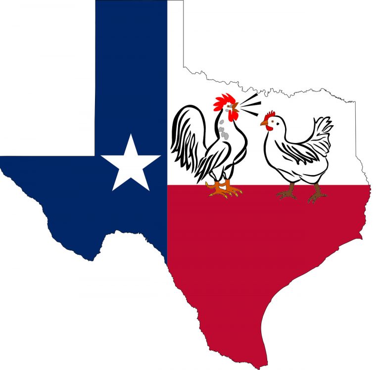 Keeping Chickens in Texas. Laws and Ordinances