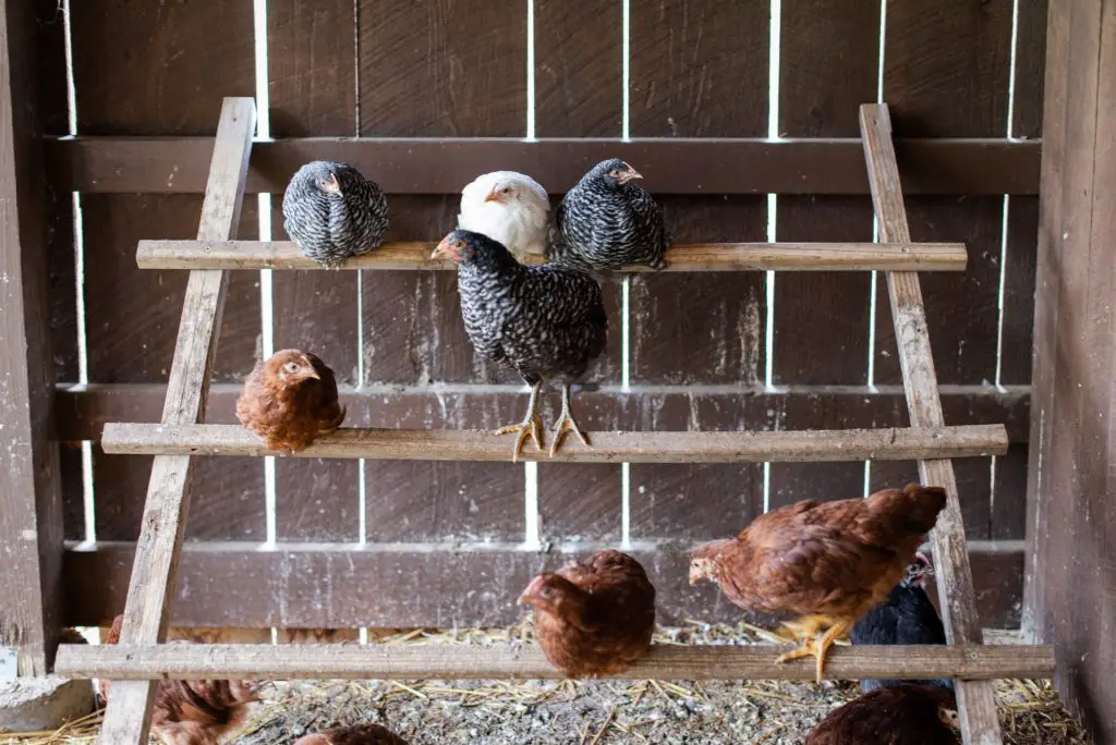 Roosting Bars for Chickens. Design, Size, Material, Height, and Much ...