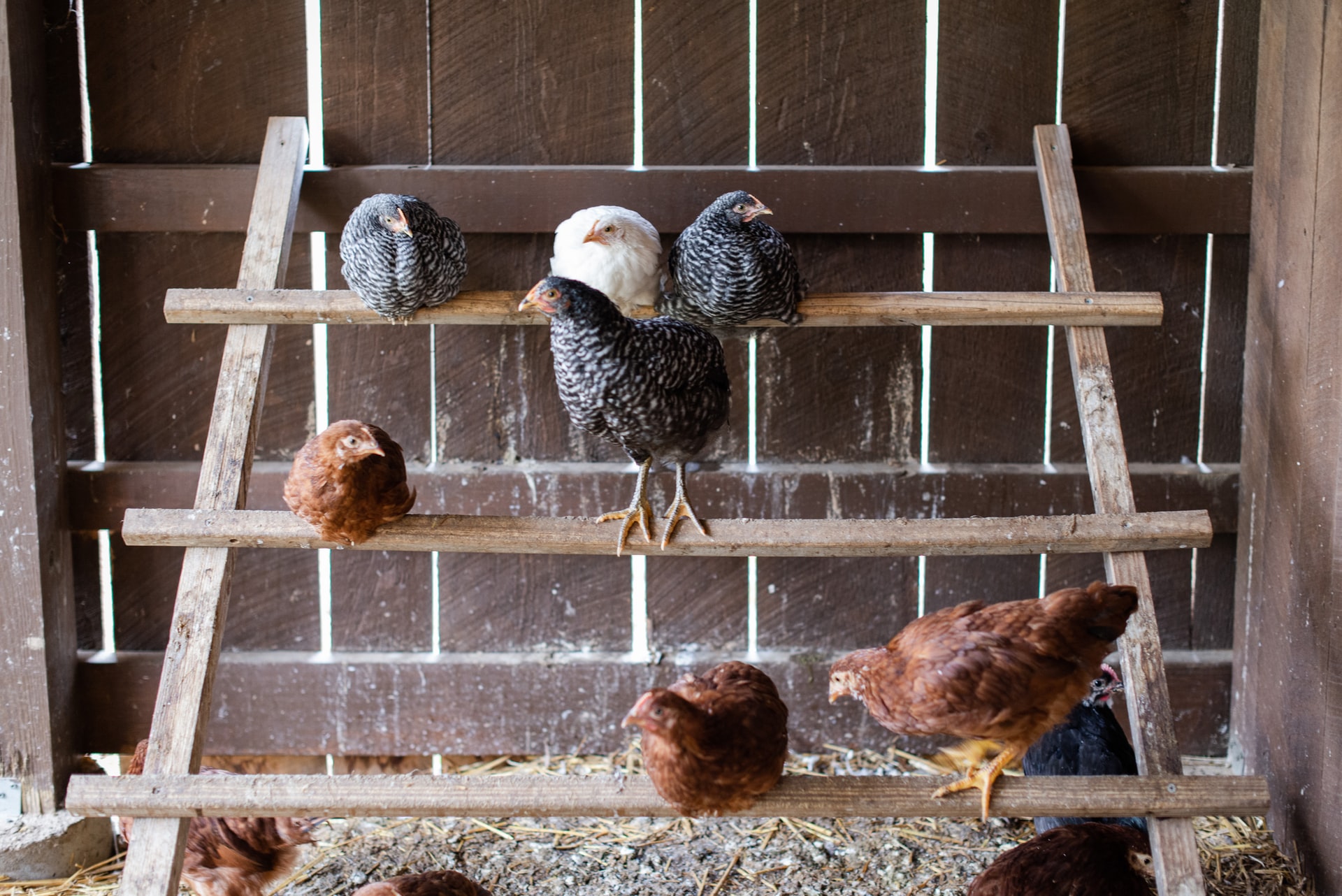 Roosting Bars for Chickens. Design, Size, Material, Height, and Much More.