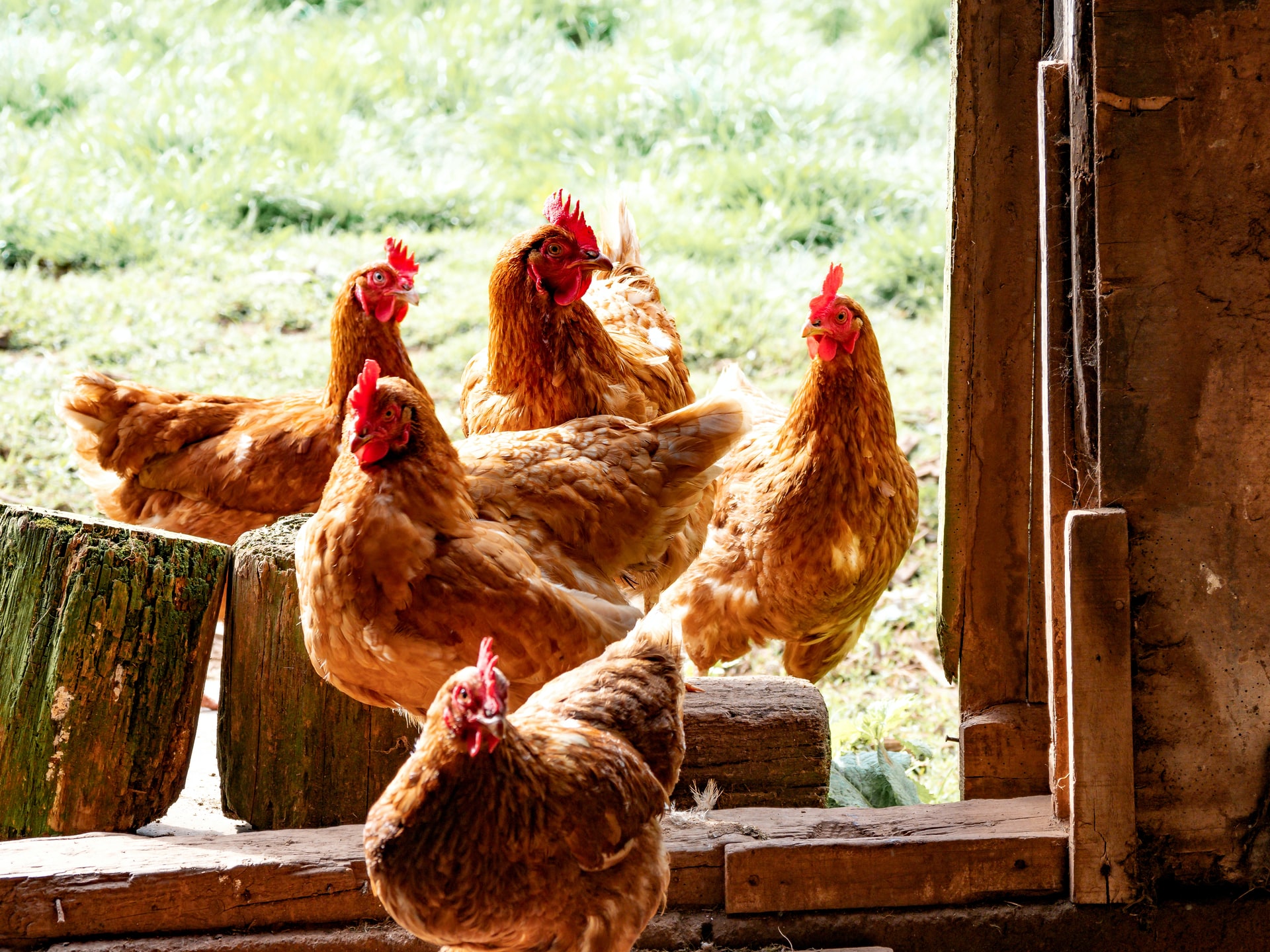 The Beginner S Guide To Raising Backyard Chickens Getting Started