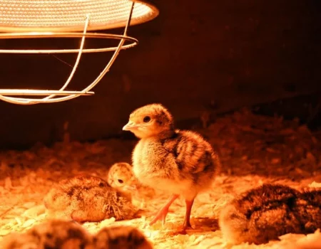 Testing My Heat Lamp: Tips Before Getting Baby Chicks