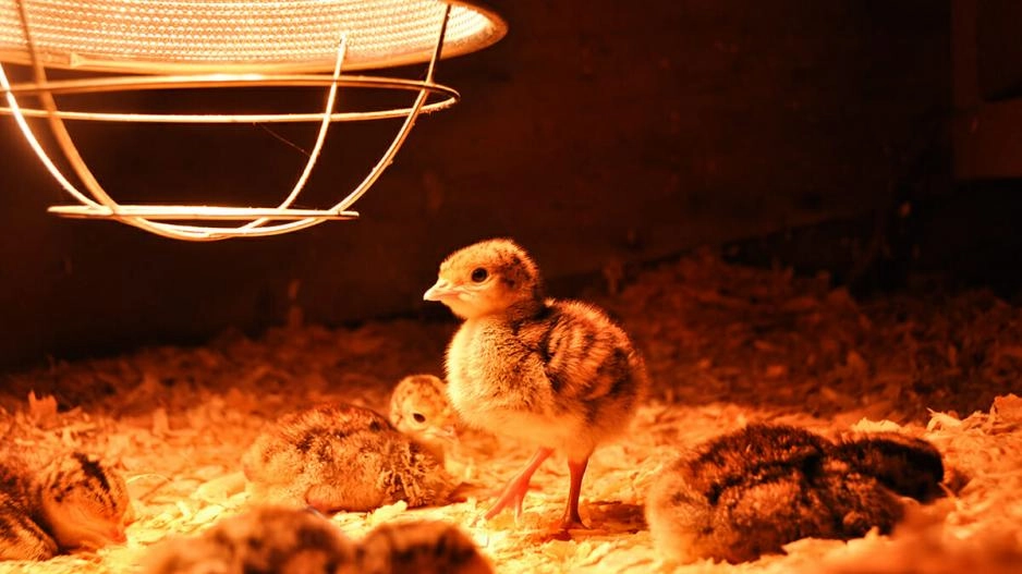 Testing My Heat Lamp: Tips Before Getting Baby Chicks