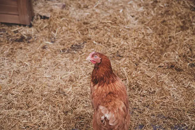 5 Eco-Friendly Ways to Dispose of Used Chicken Bedding.