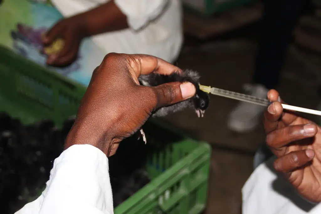 Should You Vaccinate Backyard Chickens: Pros, Cons, and Considerations
