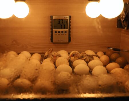 Tips for Incubating and Hatching Chicken Eggs: A Beginner’s Guide.