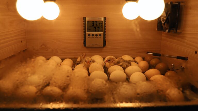 Tips for Incubating and Hatching Chicken Eggs: A Beginner’s Guide.