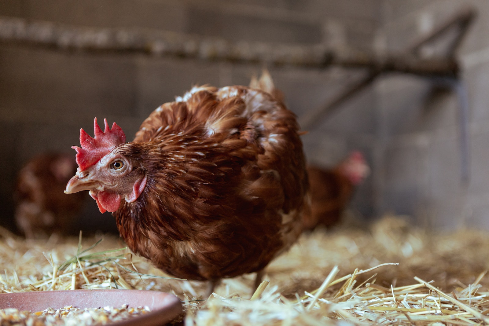 Treating CRD in Chickens: Tylan and Other Remedies.