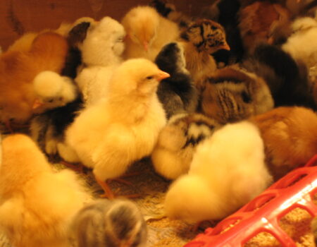 How Many Chicks Should You Get When Starting Your Flock?