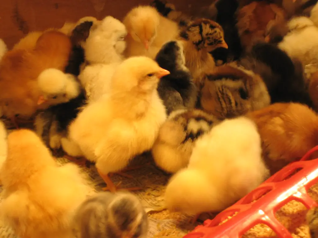 When to Move Chickens to their Coop: A Guide for Backyard Chicken Owners.
