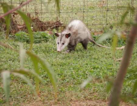 Protecting Your Chickens from Opossums: Tips and Tricks.