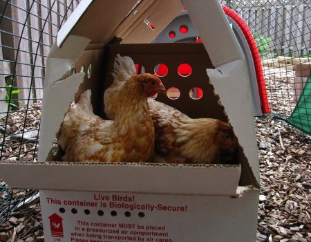 Why Does My Hen Keep Scratching in Her Nesting Box?