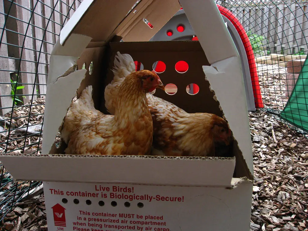 Why Does My Hen Keep Scratching in Her Nesting Box?