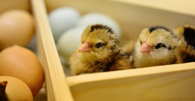 Essential Tips for Raising Happy and Healthy Chicks | Beginner’s Guide.