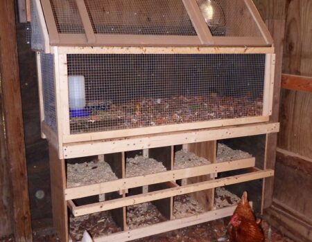 Why You Shouldn’t Put Nesting Boxes on the Floor for Your Chickens.