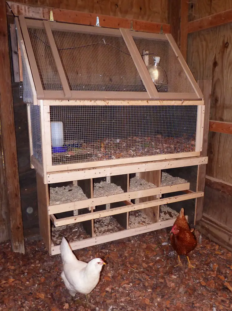 Why You Shouldn’t Put Nesting Boxes on the Floor for Your Chickens.