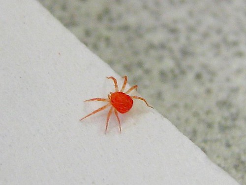 How to Get Rid of Mites on Chickens: A Guide for Chicken Keepers.