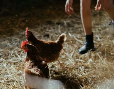 Managing Chicken Allergies: Tips for Living with Chickens When Someone is Allergic.