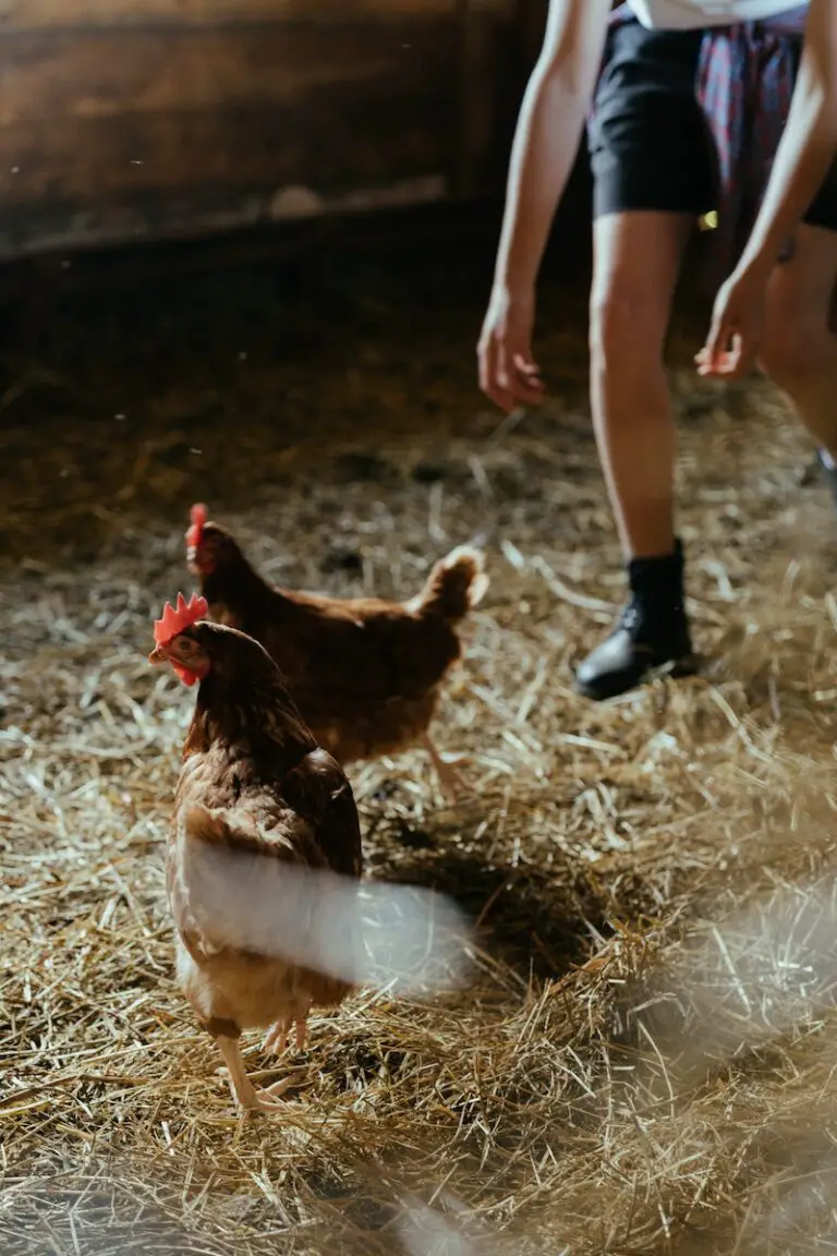 Managing Chicken Allergies: Tips for Living with Chickens When Someone is Allergic.
