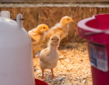Why Are My Week Old Chicks' Poops Stinking So Bad?