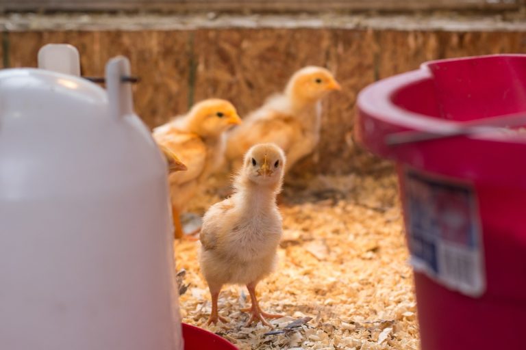 Understanding Rapid Respiration in Chicks: Are They Too Hot?
