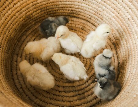 The Ultimate Guide to Choosing the Best Mail Order Hatchery for Your Chicks