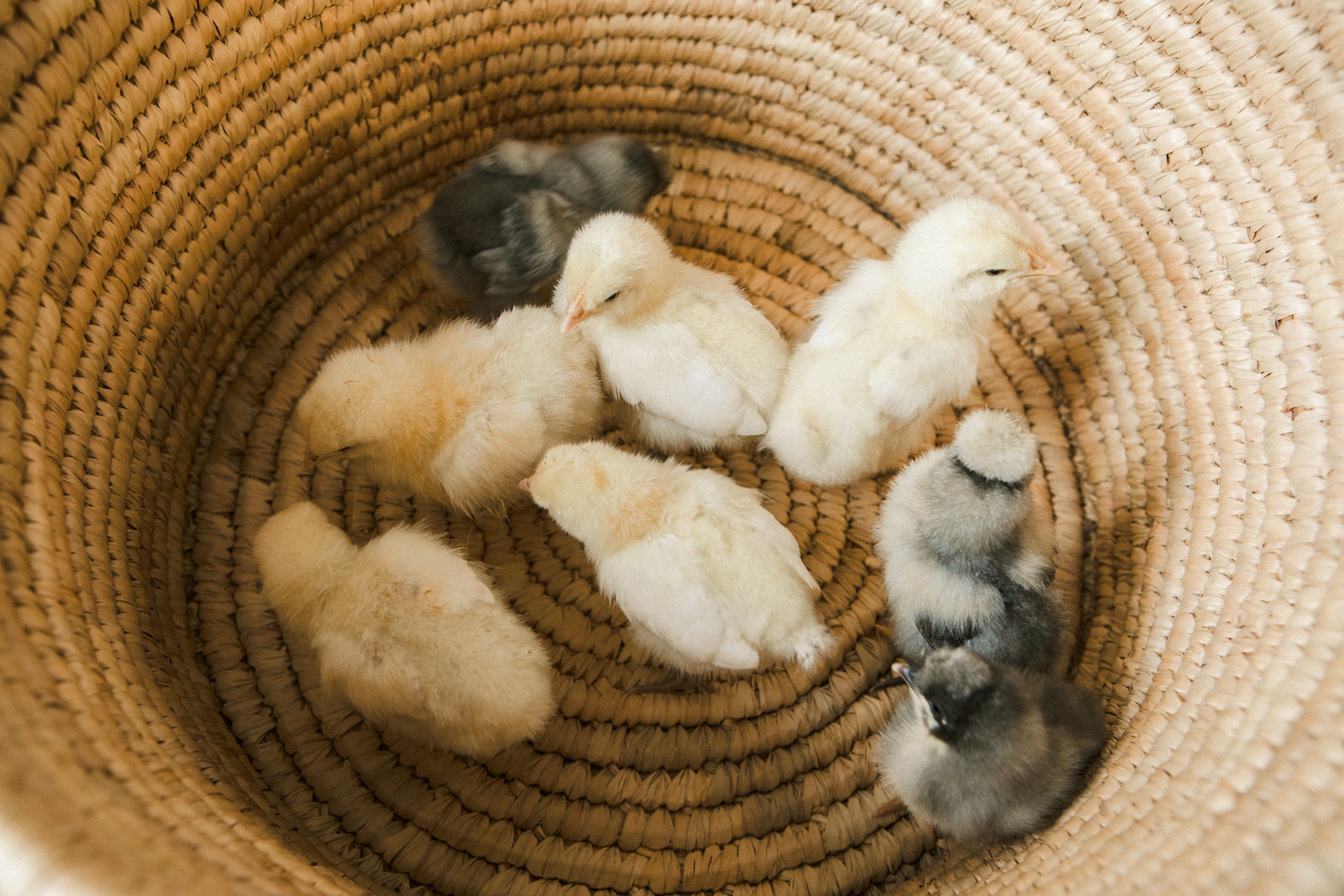 The Ultimate Guide to Choosing the Best Mail Order Hatchery for Your Chicks.