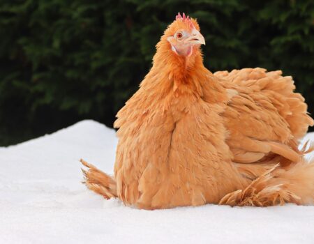 Do Chickens Lay Eggs in Winter?