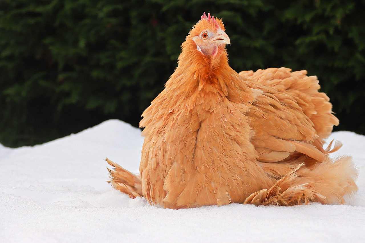 Do Chickens Lay Eggs in Winter?