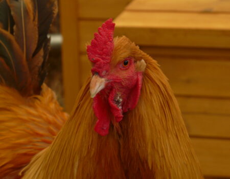 Understanding Chicken Ownership Rules and Regulations in Urban and Suburban Areas.