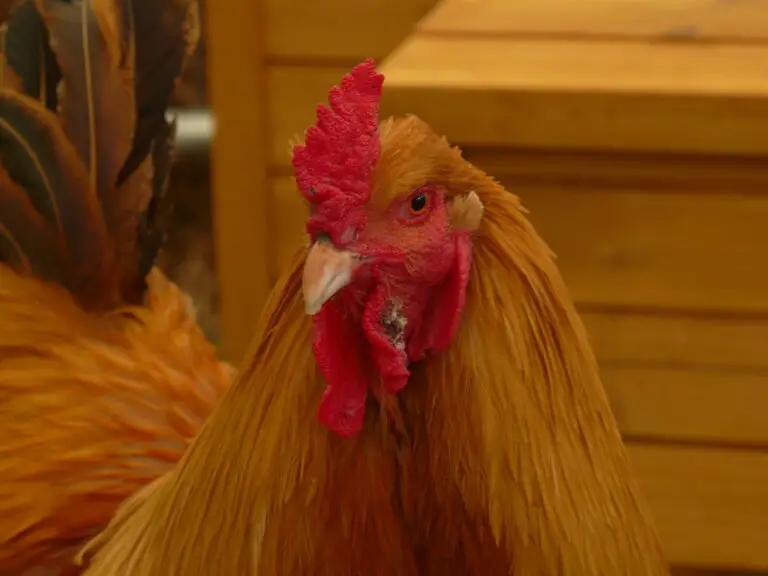 Understanding Chicken Ownership Rules and Regulations in Urban and Suburban Areas.