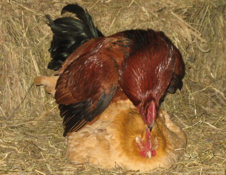 How to Protect Your Hens from Rooster Damage: Effective Strategies.