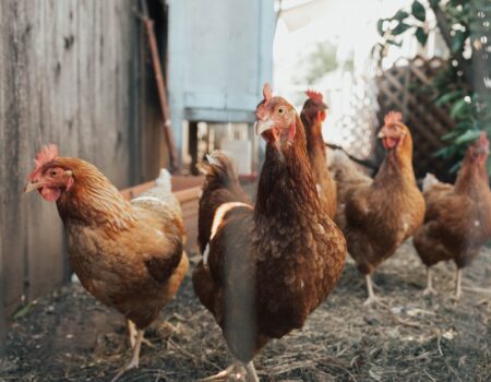 Should I Start With Chicks or Pullets?