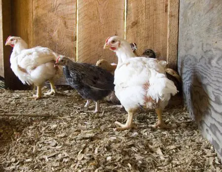 How to Identify and Treat Water Belly in Chickens.