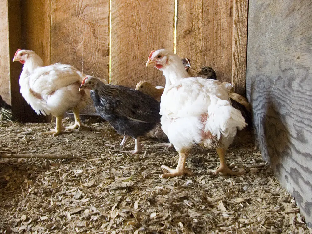 How to Identify and Treat Water Belly in Chickens.