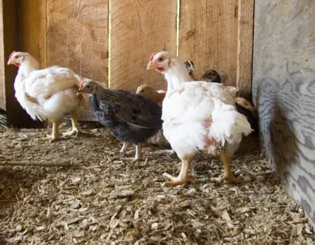 Understanding and Mitigating the Odor of Meat Chickens.