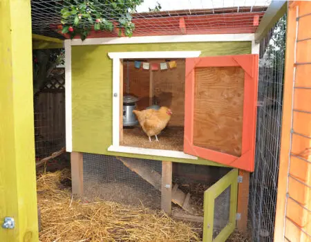 Chicken Coops: Are They Really Worth the Investment?