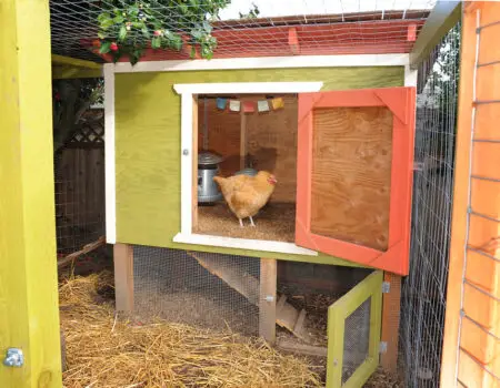 The Essential Supplies for Raising Chickens: A Comprehensive Guide.