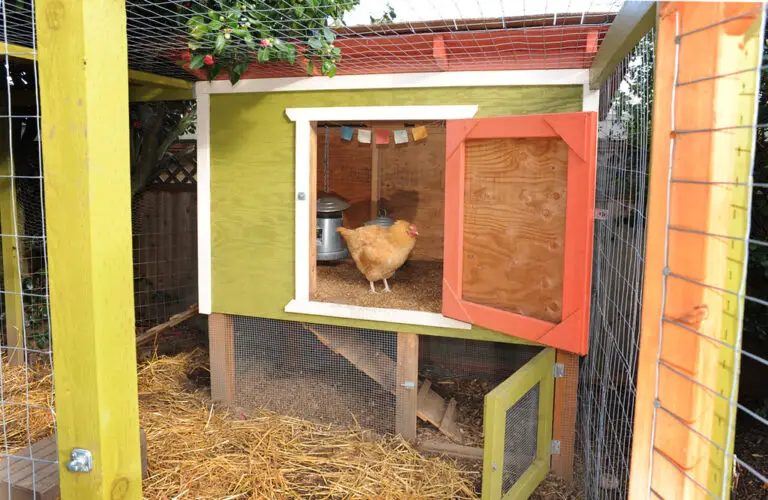 How Often Should You Thoroughly Clean Out Your Chicken Coop?