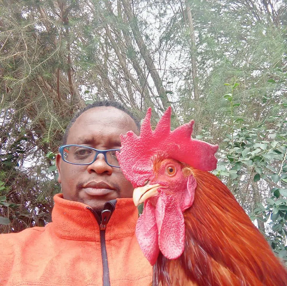 Dealing with an Aggressive Rooster: How to Handle and Train Your Rooster for Better Behavior.