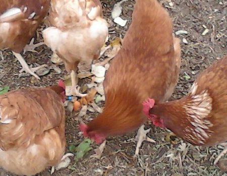 To Feed or Not to Feed Chickens Scraps? Pros and Cons You Need to Know