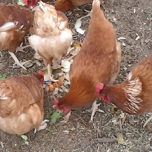 To Feed or Not to Feed Chickens Scraps? Pros and Cons You Need to Know.