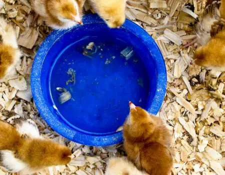 How to Keep Chicks from Filling Their Waterer with Pine Shavings.