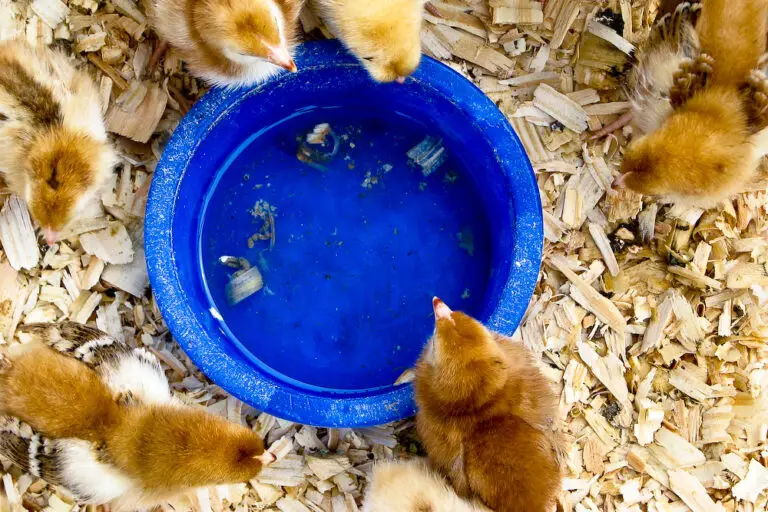How to Keep Chicks from Filling Their Waterer with Pine Shavings.