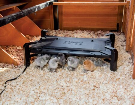 Is Your Heating Plate Too Hot for Your Chicks? Here’s What You Need to Know.