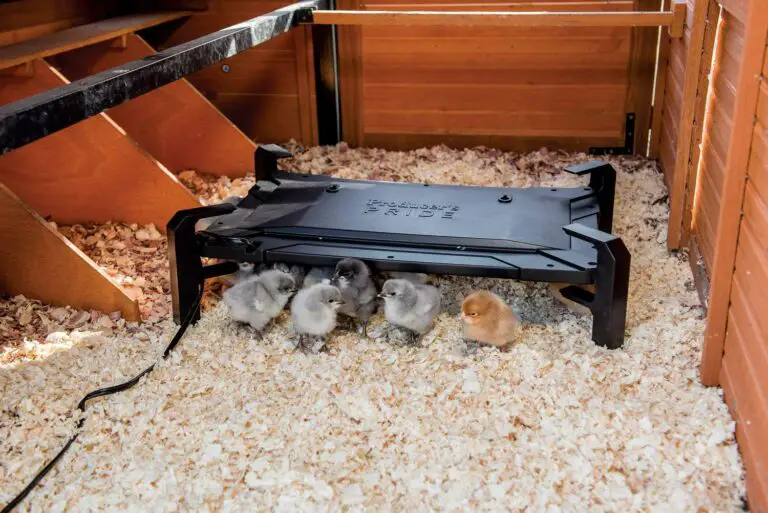 Raising Chicks: A Beginner’s Guide to Choosing the Right Brooder and Avoiding Common Mistakes.
