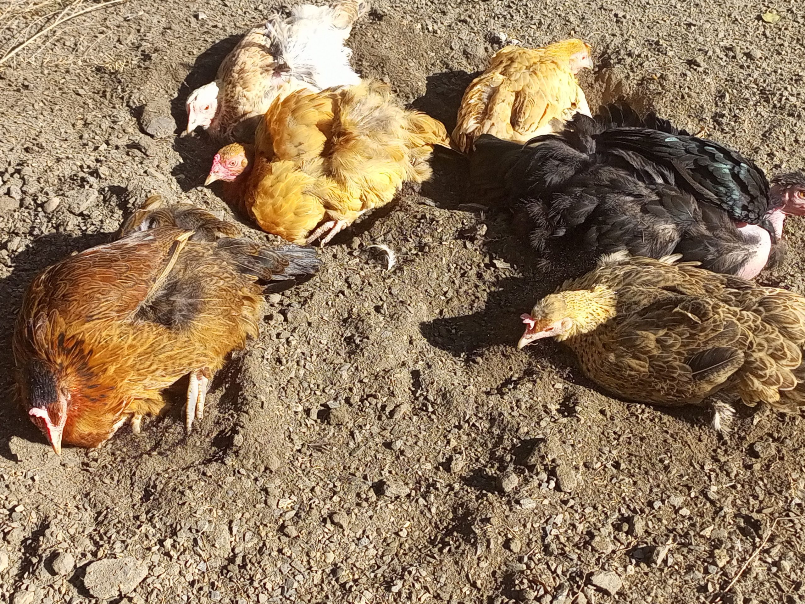 Ultimate Guide to Creating a Chicken Dust Bath
