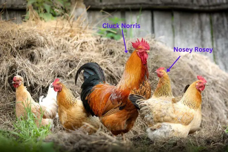 Funny, Creative, and Ironic: Over 157 of The Best Chicken Names You’ve Ever Heard.