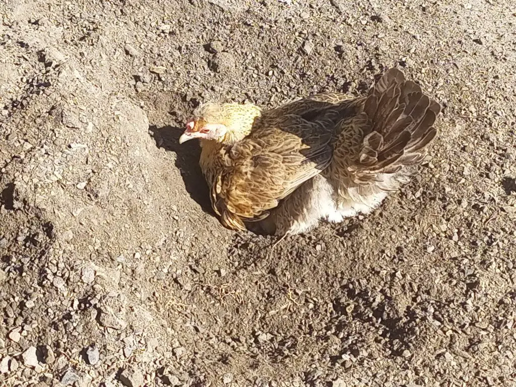 Chicken taking a dust bath