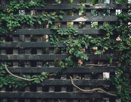 Safe and Nutritious Vine Plants for Your Chicken Fence: A Guide.